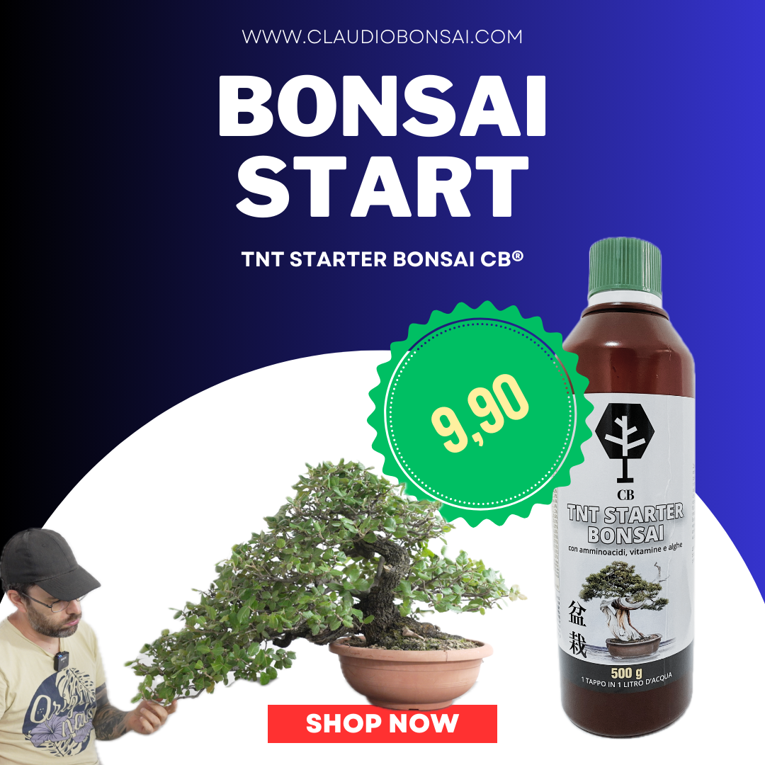 FILO PER BONSAI – CLAUDIO CASADEI