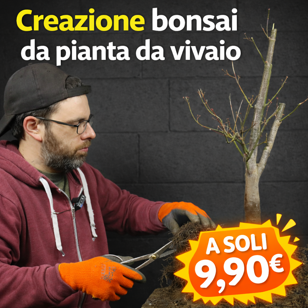 CREAZIONE BONSAI DA PIANTA DA VIVAIO