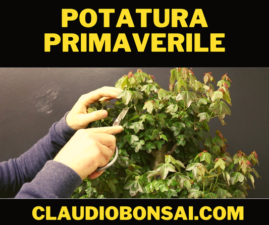 POTATURA PRIMAVERILE DI COSTRUZIONE CB®