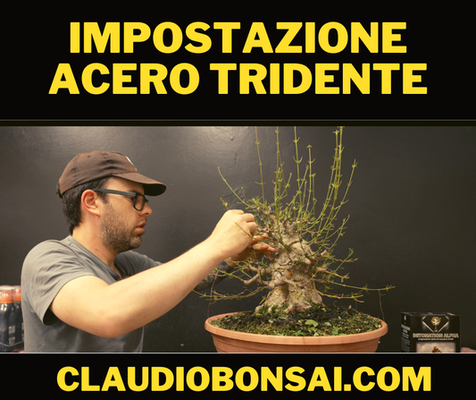 IMPOSTAZIONE PRIMARIA ACERO TRIDENTE BONSAI CB®