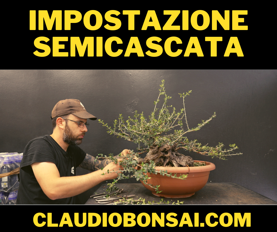 IMPOSTAZIONE PRIMARIA SEMI CASCATA OLIVASTRO BONSAI CB®