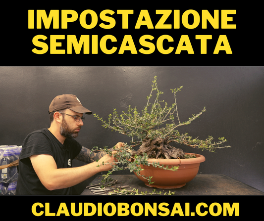 IMPOSTAZIONE PRIMARIA SEMI CASCATA OLIVASTRO BONSAI CB®