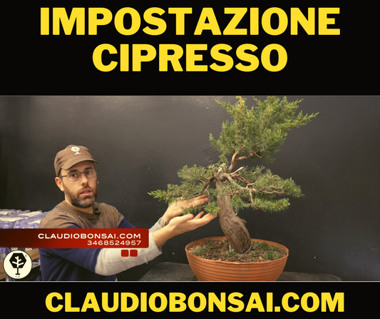 IMPOSTAZIONE PRIMARIA CIPRESSO CB® (CONIFERE)