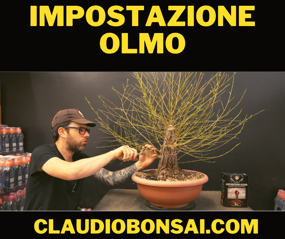 IMPOSTAZIONE PRIMARIA OLMO BONSAI CB® – CLAUDIO CASADEI