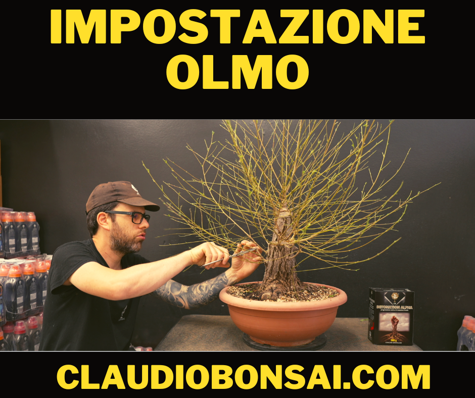 IMPOSTAZIONE PRIMARIA OLMO BONSAI CB®