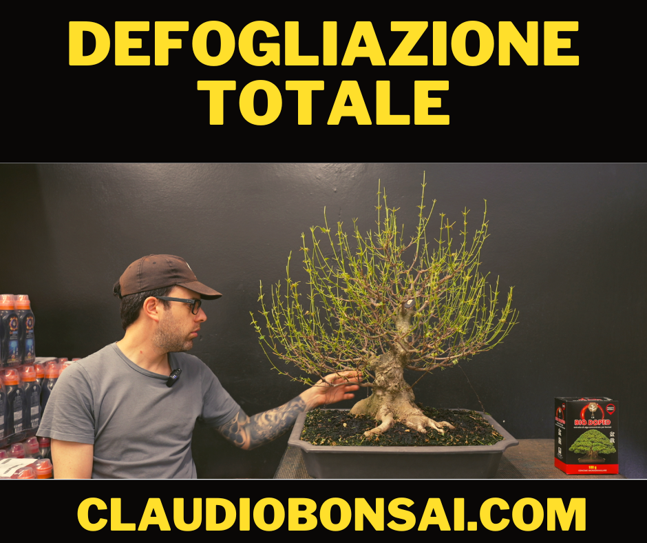 DEFOGLIAZIONE TOTALE SUL BONSAI