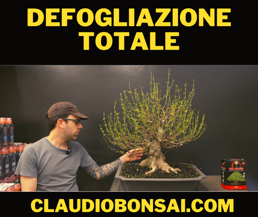 DEFOGLIAZIONE TOTALE SUL BONSAI