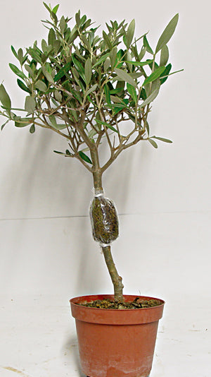 ORMONE RADICANTE PER TALEE E MARGOTTE