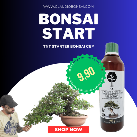 TNT STARTER BONSAI CB®