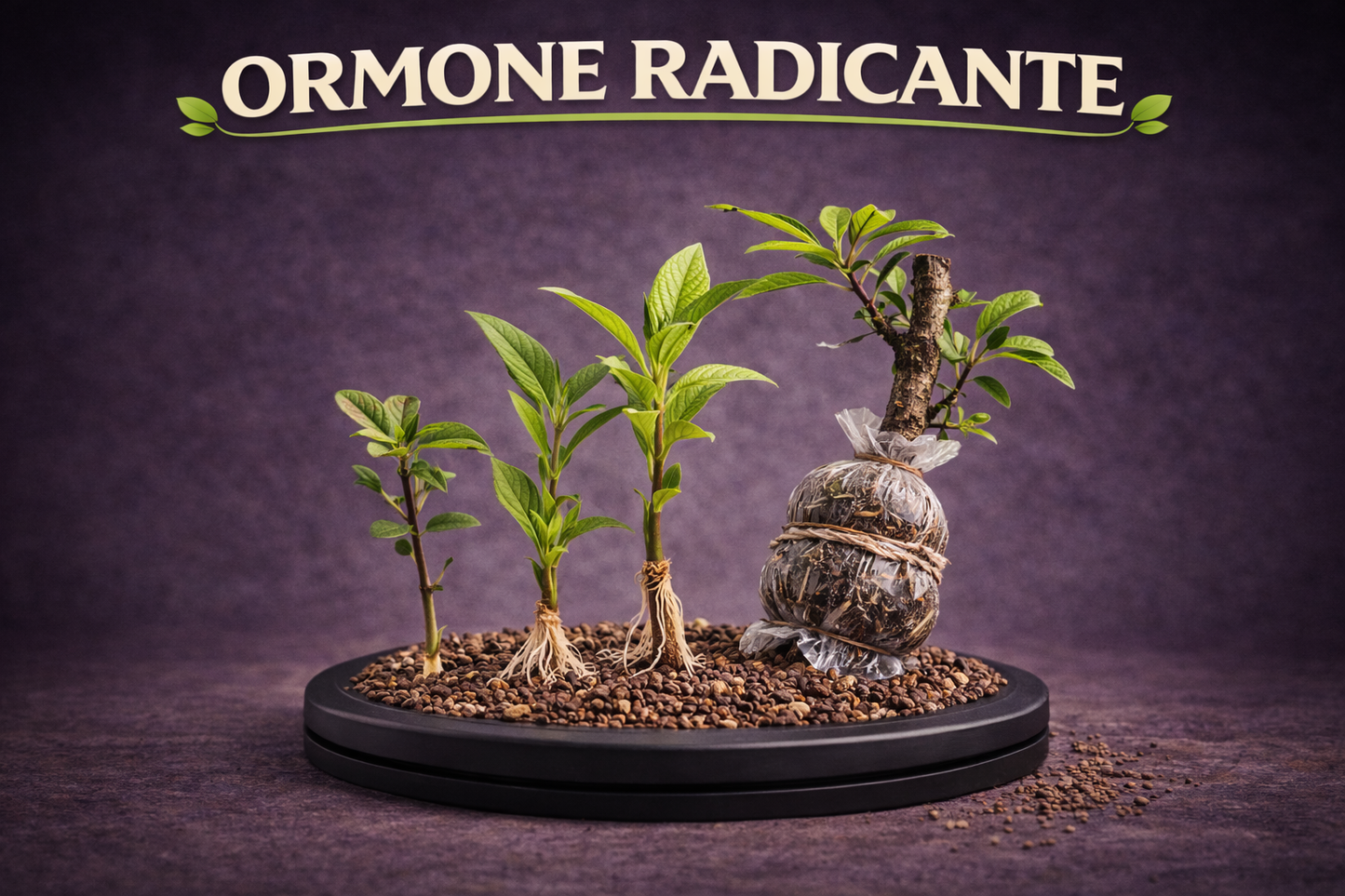 ORMONE RADICANTE PER TALEE E MARGOTTE