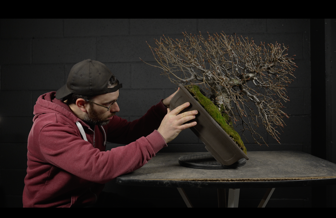 CLAUDIO BONSAI STORE® CLAUDIO CASADEI