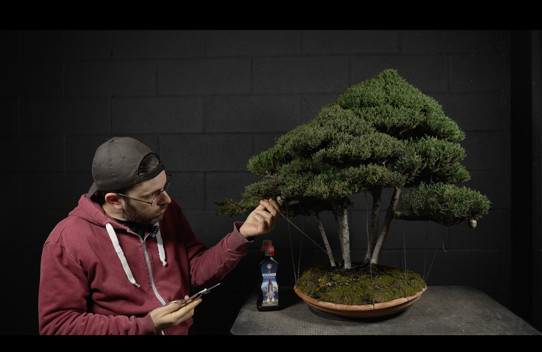 CLAUDIO BONSAI STORE® CLAUDIO CASADEI