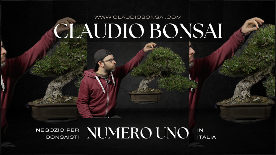 CLAUDIO BONSAI STORE® CLAUDIO CASADEI