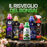 Kit Risveglio del Bonsai