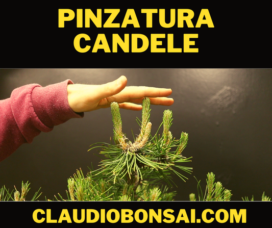 PINZATURA PINO BONSAI CB®